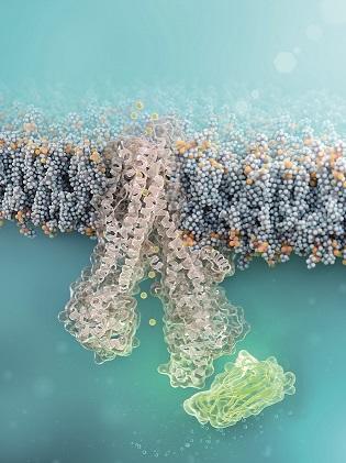 Zellgängiger Nanobody (grün) bindet an defekten CFTR-Chloridkanal (strukturelle Simulation) © FMP | Barth van Rossum